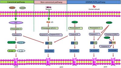 Pyroptosis in asthma: inflammatory phenotypes, immune and non-immune cells, and novel treatment approaches